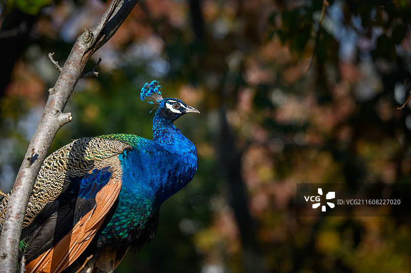 蓝孔雀特写镜头图片素材