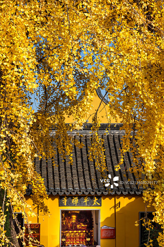 苏州太平老街银杏秋景图片素材