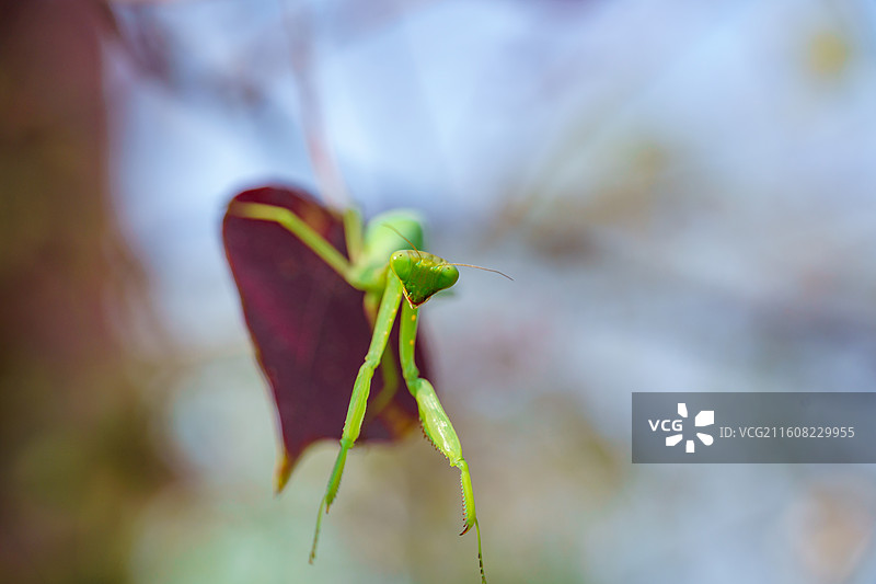 乌桕树上的螳螂图片素材
