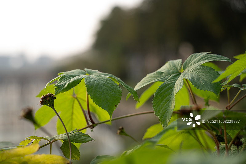 葎草叶子特写图片素材