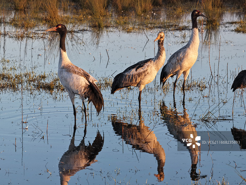 2025年12月威宁草海候鸟黑颈鹤晨曦图片素材
