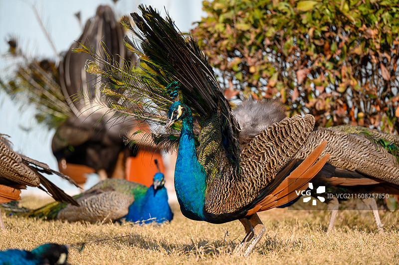 蓝孔雀特写镜头图片素材