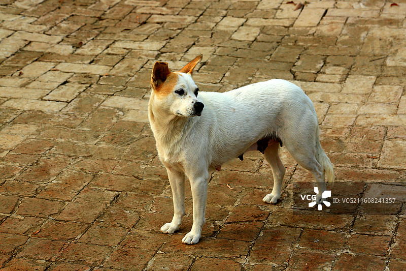 碧水连天映霞光，野鸭掠舞芦花黄  俯身临岸观舟远，银杏红叶风里扬  千岛万湖织洋淀，生态画卷韵悠长图片素材