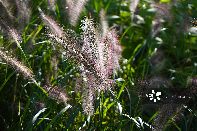狼尾草紫色花序侧逆光特写图片素材