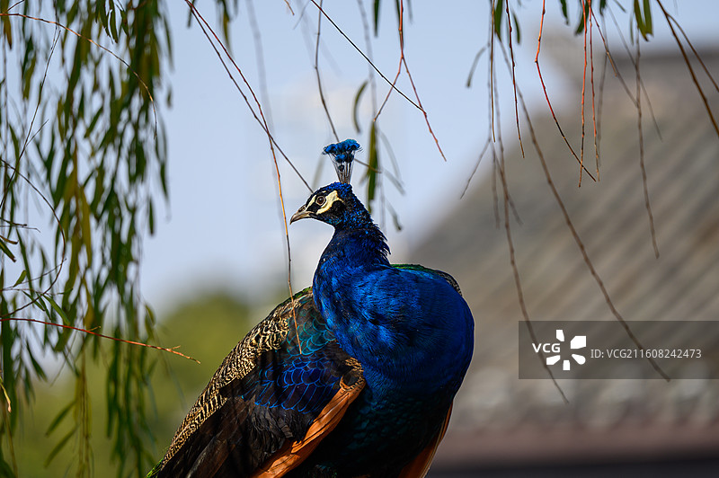 蓝孔雀特写镜头图片素材