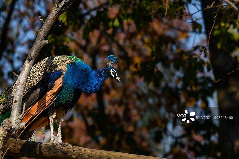 蓝孔雀特写镜头图片素材