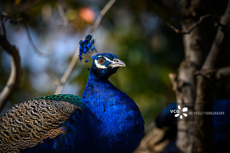 蓝孔雀特写镜头图片素材