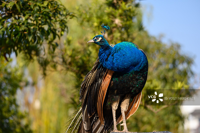 蓝孔雀特写镜头图片素材