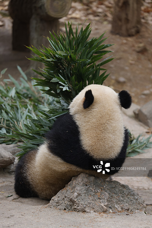 大熊猫图片素材