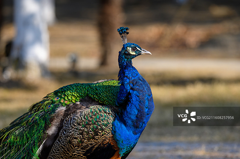 蓝孔雀特写镜头图片素材