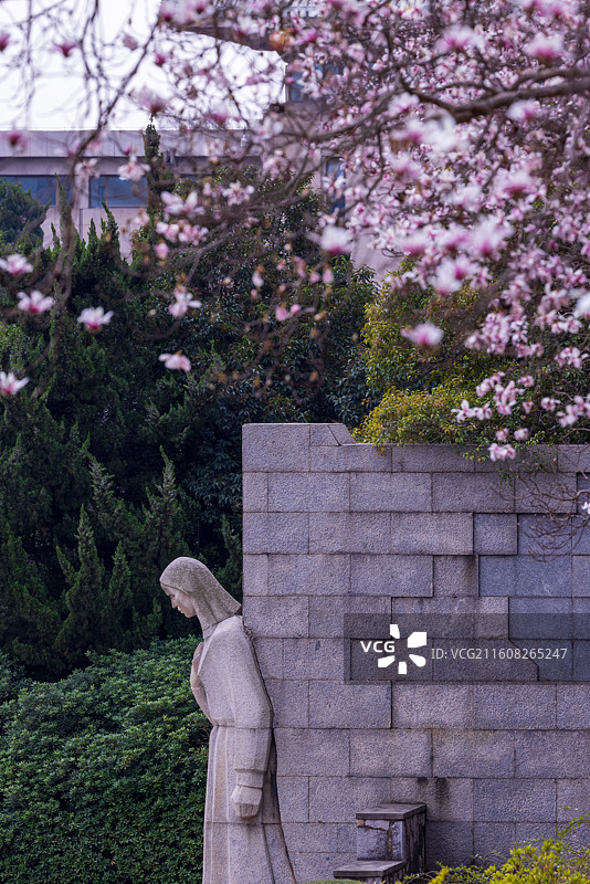 南京春天雨花台宝华玉兰盛开图片素材