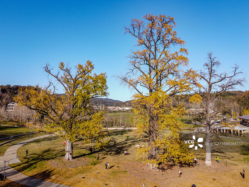 航拍随州千年银杏谷秋景 秋天山林 银杏景观 美丽公园 风景图片素材