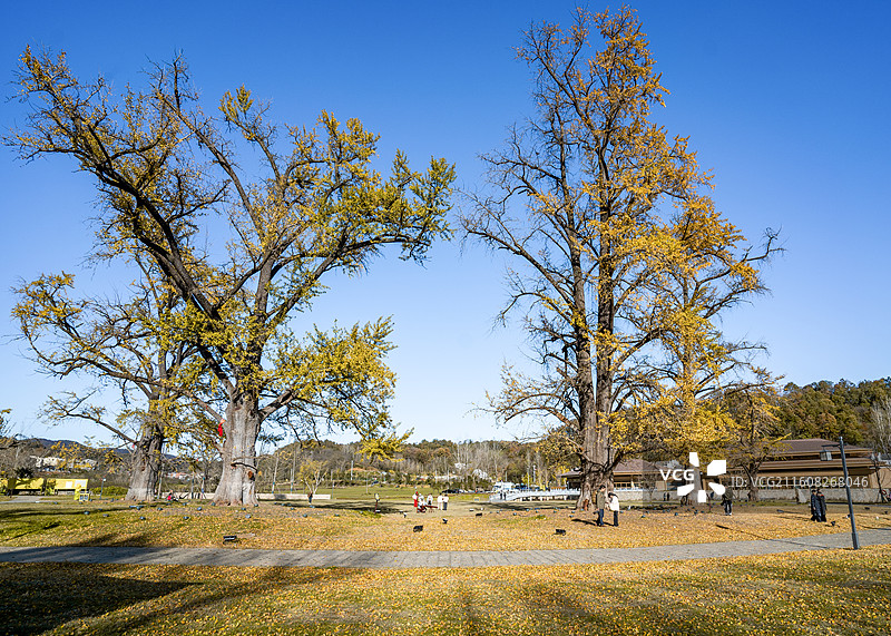湖北随州千年银杏谷秋景 秋天山林 银杏景观图片素材