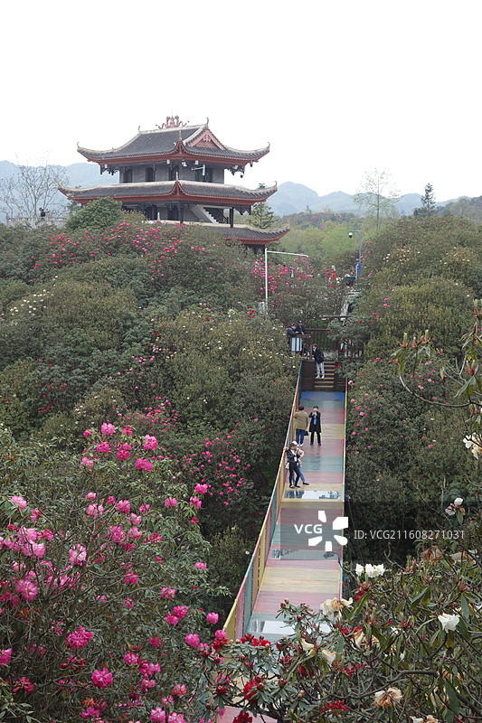 贵州省毕节市百里杜鹃花海：金坡景区索玛花桥和万花楼图片素材