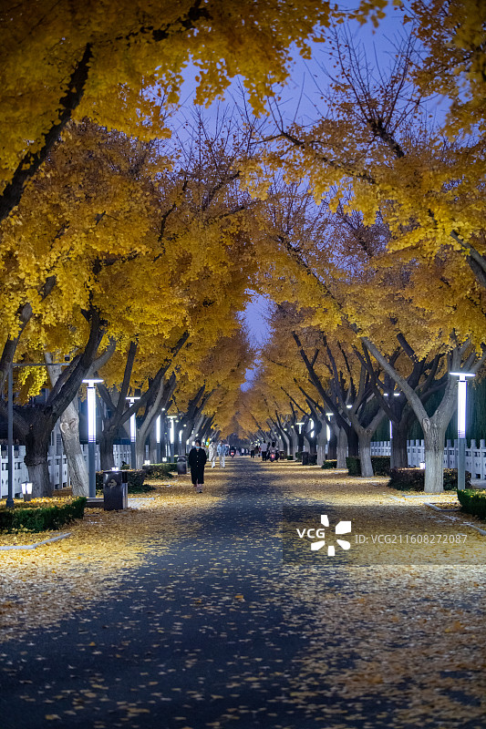 扬州江都南水北调引江水利枢纽银杏大道秋景正当时图片素材