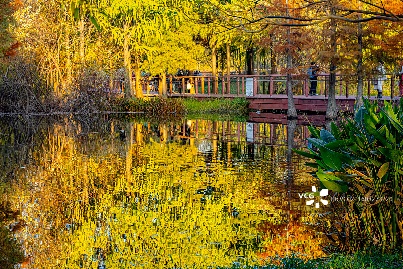 贡湖湾湿地公园水上森林 秋天水杉树湖面倒影色彩斑斓 无锡太湖生态修复 浅水湖泊沉水植物草型清水栖息地图片素材