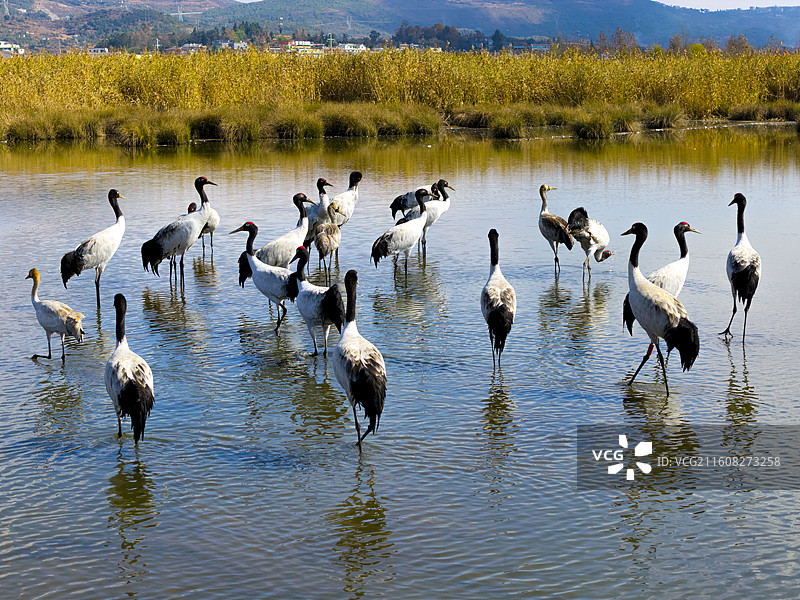 2025年12月威宁草海候鸟黑颈鹤晨曦图片素材