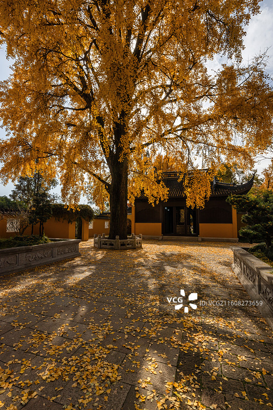 苏州上方山国家森林公园治平寺银杏秋色图片素材