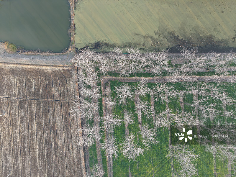 绿洋湖湿地公园·绿洋湖水上森林·江苏扬州江都图片素材