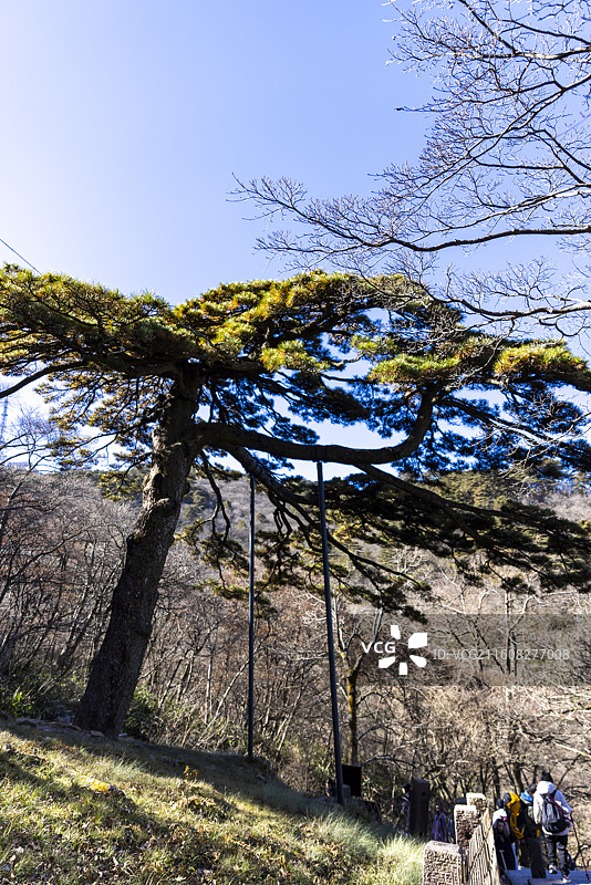 安徽黄山黑虎松男人松图片素材