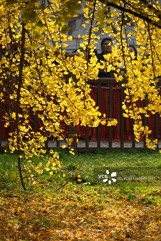 西安古观音禅寺1400年唐太宗手植千年银杏树金秋盛景高清大图图片素材