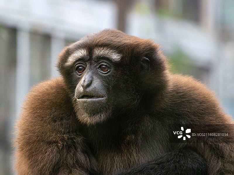 北京动物园天行长臂猿“美眉”20251025图片素材