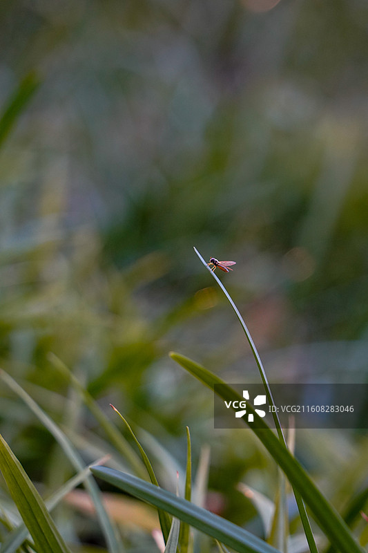 长沙雾霾天飞鸟图片素材