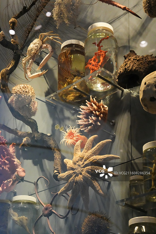 太阳花海星标本，它是新西兰国立博物馆里的海洋生物展品。图片素材