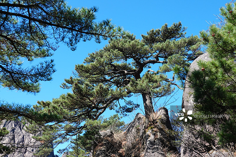安徽省黄山市黄山风景区：黄山玉屏楼送客松图片素材