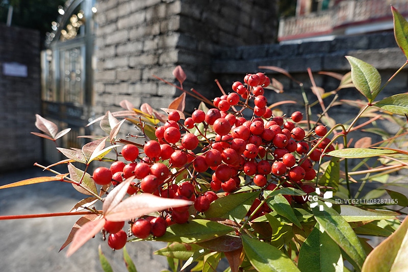 江西省上饶市婺源县镇头镇对冲村徽派民居：南天竹红豆图片素材