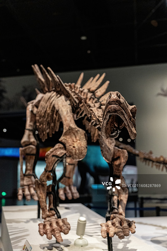 四川成都自然博物馆藏江北重庆龙恐龙化石图片素材