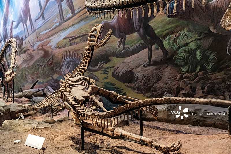 四川成都自然博物馆藏建设气龙恐龙化石图片素材