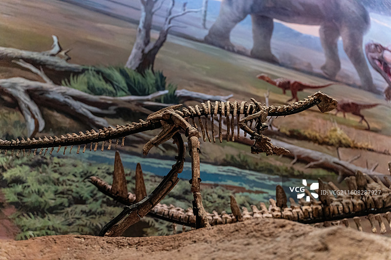 四川成都自然博物馆藏多齿盐都龙恐龙化石图片素材