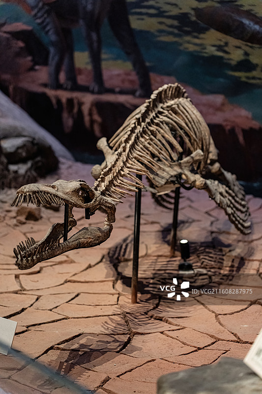 四川成都自然博物馆藏渝州上龙恐龙化石图片素材