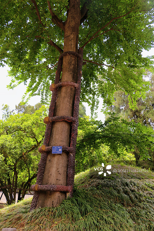 武侯墓墓侧的土坯上长有一棵黄桂树，高数十米、直径数十厘米，枝叶茂盛，树冠如伞图片素材