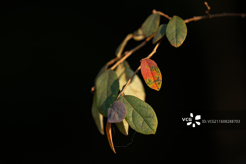 红花檵木的秋季叶片图片素材
