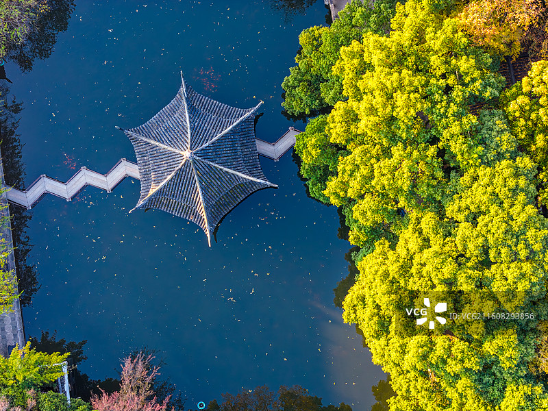 秋天，清晨，苏州园林西园寺航拍，戒幢律寺，大雄宝殿，湖心亭，金色银杏叶图片素材