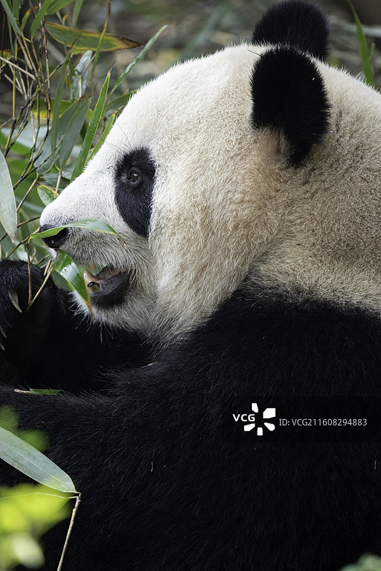 大熊猫图片素材