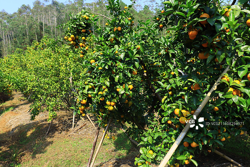 广西沙糖桔应季水果大丰收图片素材