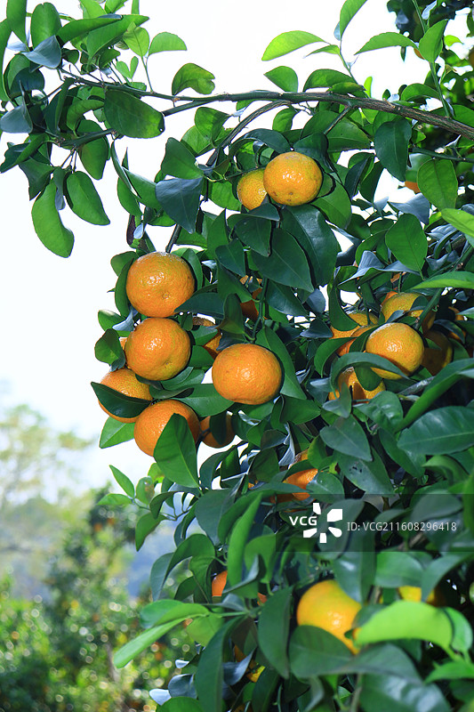 广西沙糖桔应季水果大丰收图片素材