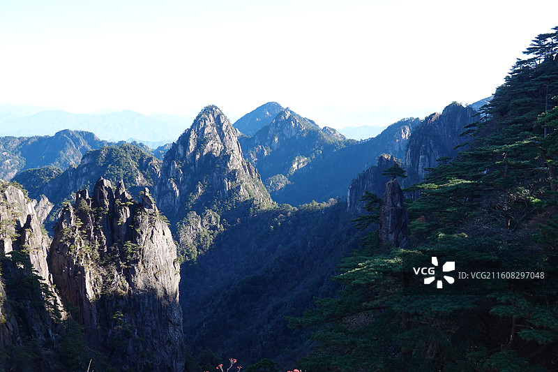 安徽省黄山市黄山风景区：北海景区散花坞梦笔生花扰龙松图片素材