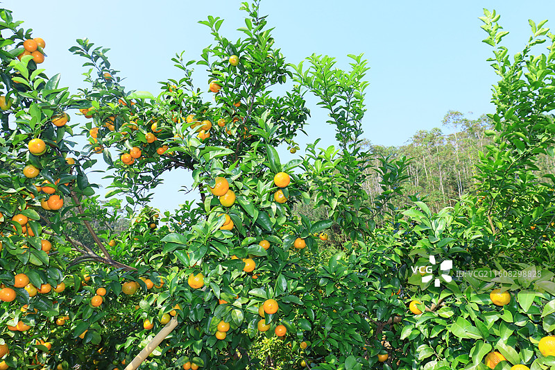 广西沙糖桔应季水果大丰收图片素材