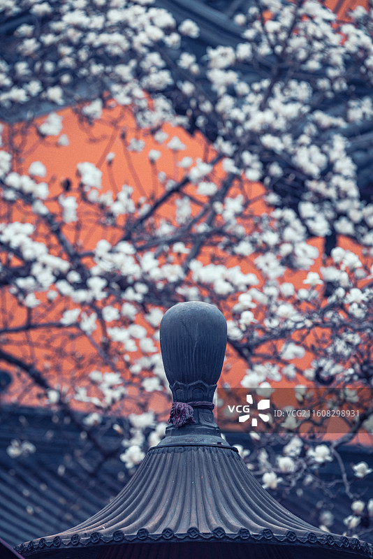 南京春天灵谷寺玉兰花盛开图片素材