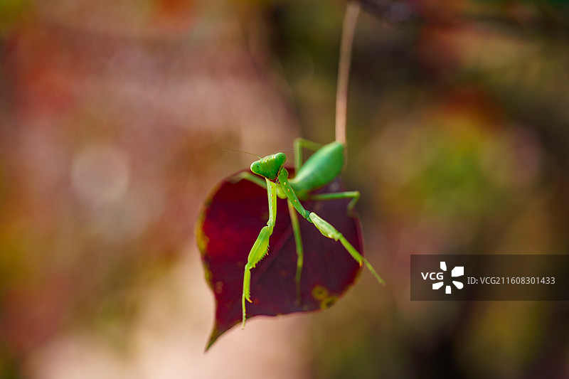 乌桕树上的螳螂图片素材