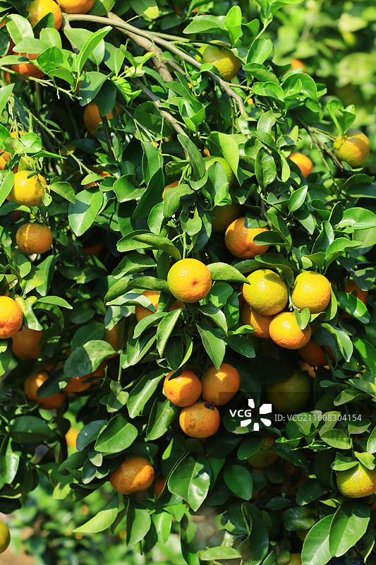 广西沙糖桔应季水果大丰收图片素材