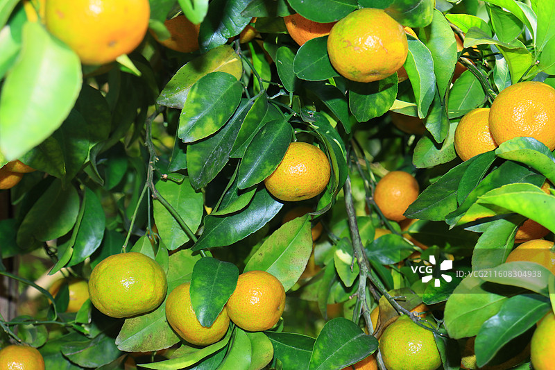 广西沙糖桔应季水果大丰收图片素材