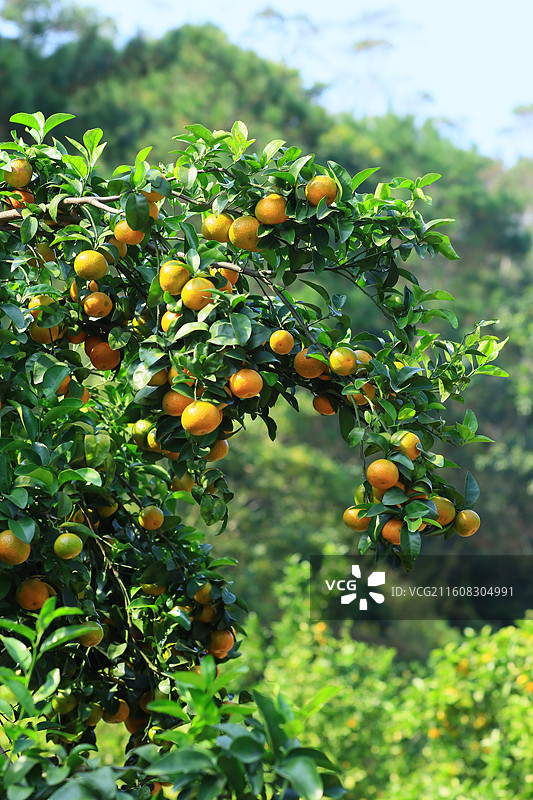 广西沙糖桔应季水果大丰收图片素材
