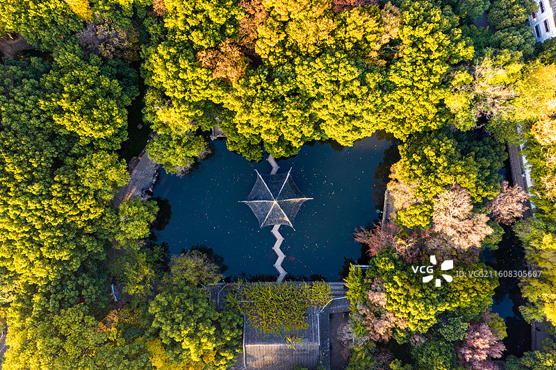 秋天，清晨，苏州园林西园寺航拍，戒幢律寺，大雄宝殿，湖心亭，金色银杏叶图片素材