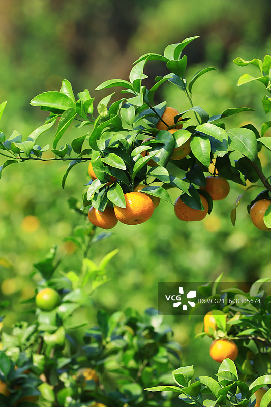 广西沙糖桔应季水果大丰收图片素材