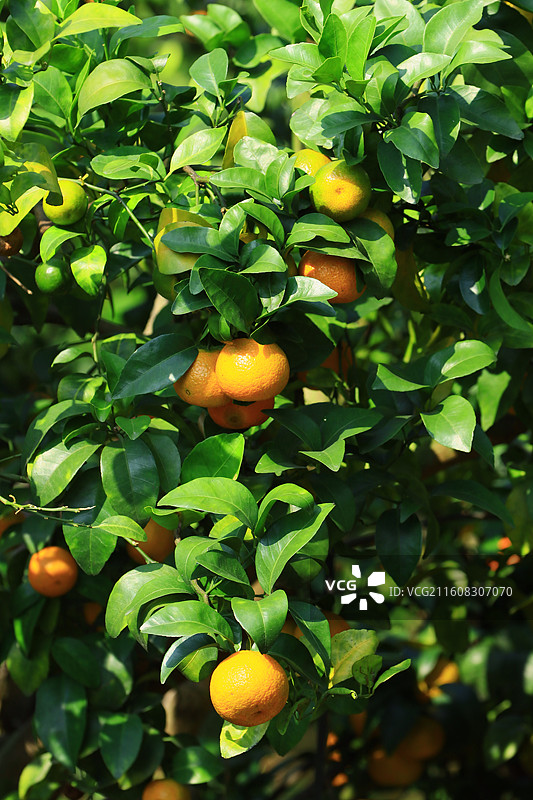 广西沙糖桔应季水果大丰收图片素材